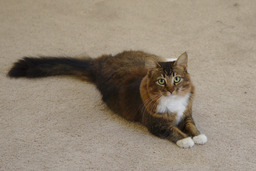 Cats