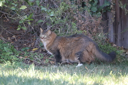 Cats