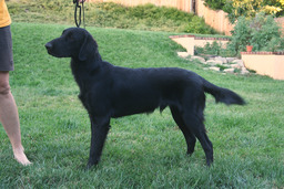 Dogs