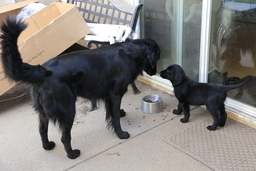 Dogs