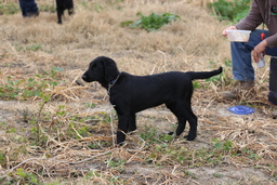 Dogs