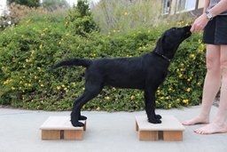 Dogs
