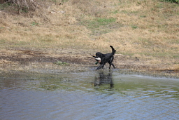 Dogs