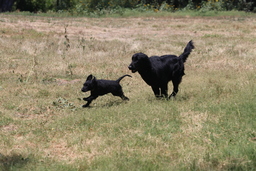 Dogs