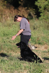 Dogs