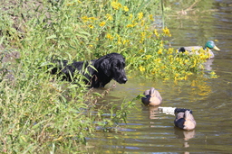 Dogs