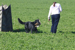 Dogs