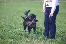 Dogs