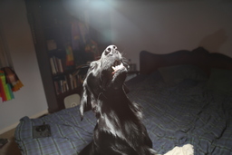 Dogs