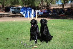 Dogs
