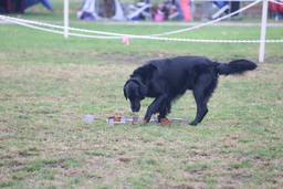 Dogs