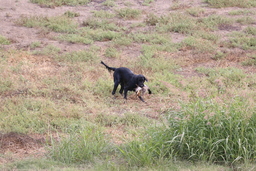 Dogs
