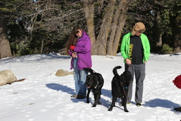 Dogs