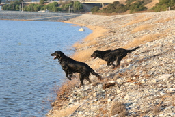 Dogs