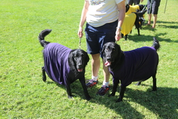 Dogs