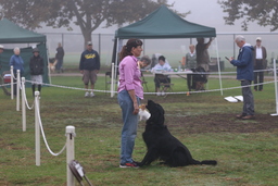 Dogs