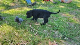Dogs