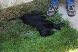 Dogs