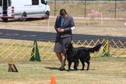 Dogs