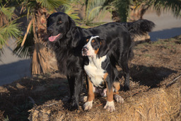 Dogs