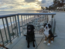 Dogs