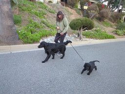 Dogs