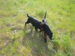 Dogs