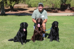 Dogs